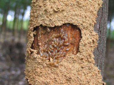 有哪种是白蚁不吃的木材吗？