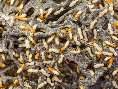 里水白蚁灭治所冬天很少见到白蚁，这是为什么呢
