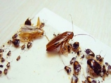 高明杀虫灭鼠公司办公室有蟑螂怎样消灭