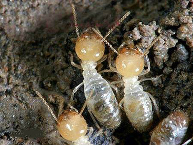 南海白蚁防治公司白蚁的生活习性是怎么样的