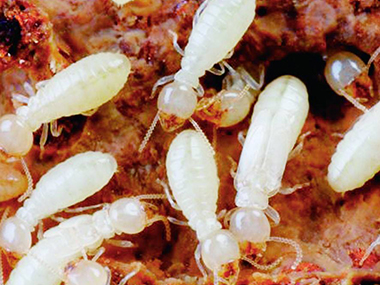 狮山预防白蚁所白蚁危害的常见部位有哪些