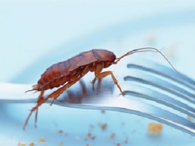 云东海除四害公司房间没有可以吃的东西，为什么会有蟑螂