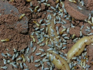 禅城杀灭白蚁所桉树如何有效防治白蚁危害