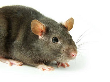 富湾杀虫灭鼠中心快速灭治老鼠的办法有哪些