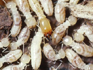 顺德治白蚁公司小区发现白蚁，怎样杀白蚁才能杀干净？
