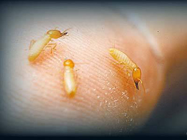 南海杀灭白蚁公司家庭防治白蚂蚁的简单方法