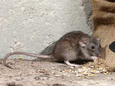 顺德除虫灭鼠公司怎样灭鼠防鼠，如何做好环境防治