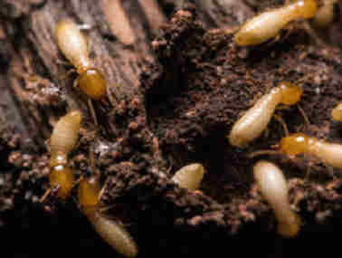 三水白蚁防治——白蚁吃什么？白蚁危害分布在哪里