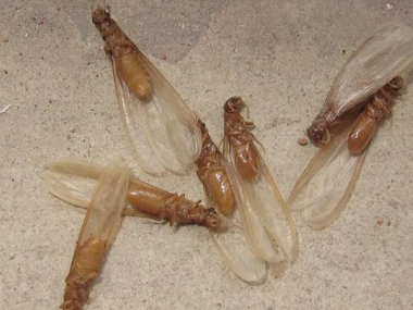 高明杀灭白蚁站：有什么方法预防分飞期的白蚁