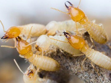 南海白蚁防治公司要什么方法知道家里有没有白蚁