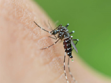 高明消杀四害灭虫中心常用的灭蚊子的办法有哪些