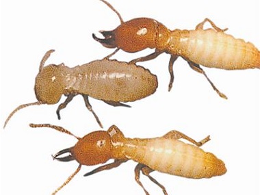 南海灭治白蚁站专家发布白蚁的十大误区