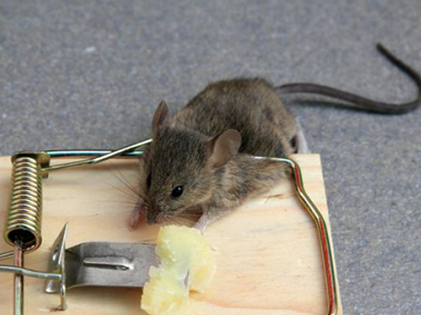 南海有害生物防治公司怎么预防老鼠跑到家里去