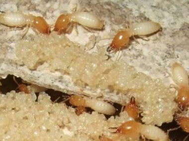 顺德房屋预防白蚁：室内装修防治白蚁的重要性和必要性