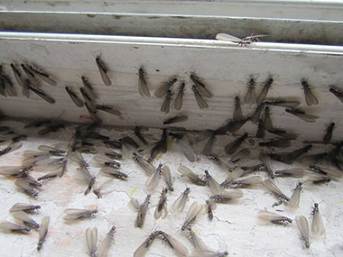 顺德新建白蚁验收公司白蚁分飞季，如何有效防治白蚁