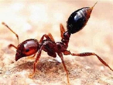 三水有害生物消杀世界上最危险的蚂蚁“红火蚁”